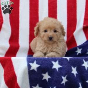 Annora, Morkie-Poo Puppy